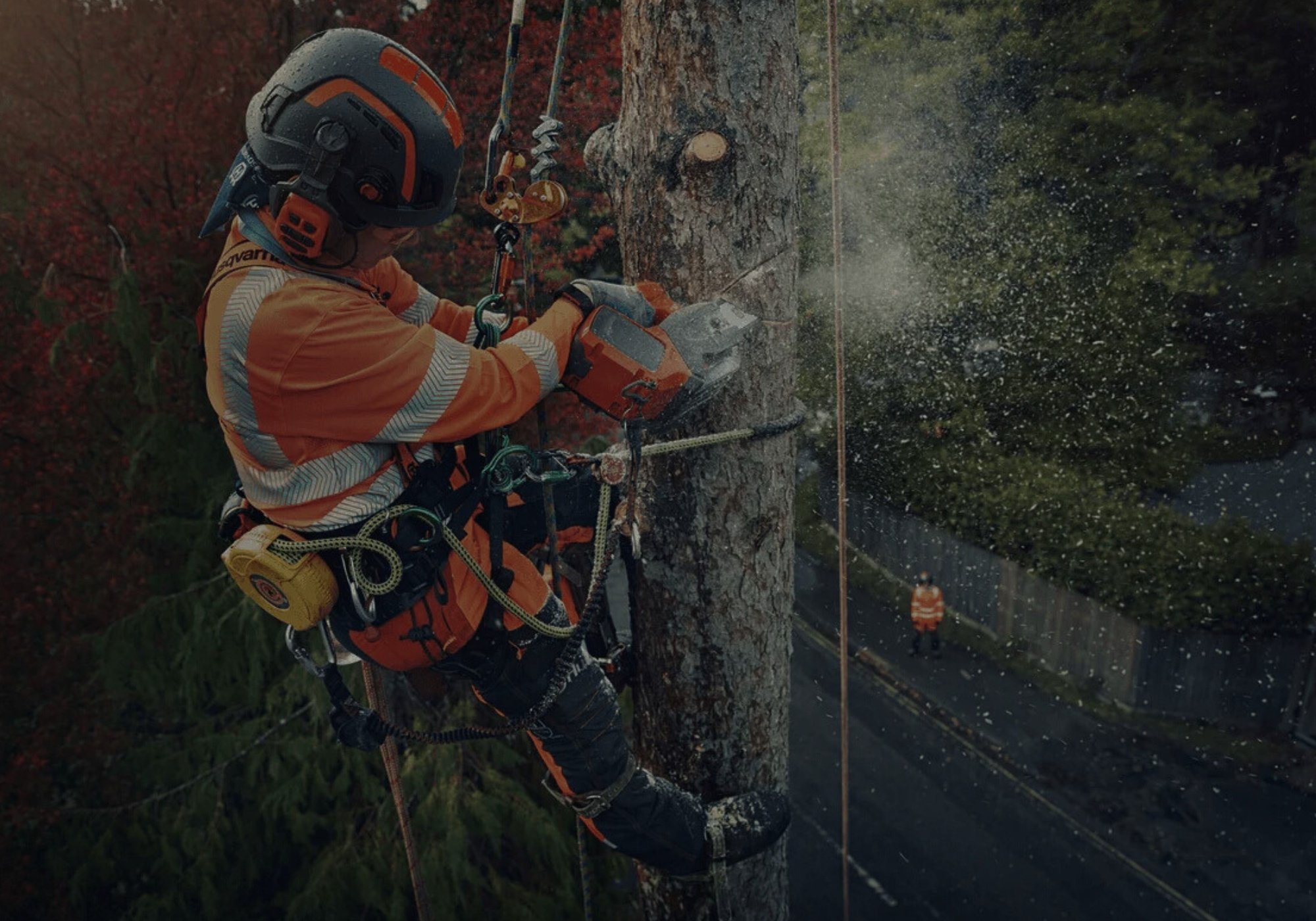 Springfield Tree Service, Tree Removal & Arborists gallery 6