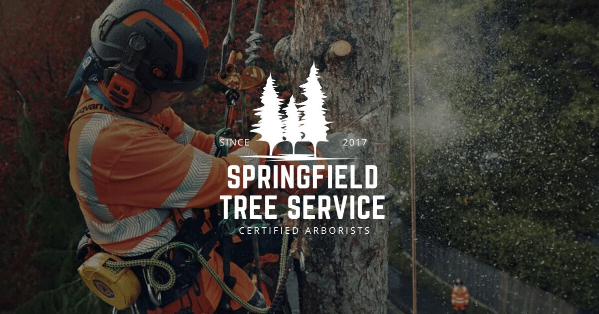 Springfield Tree Service, Tree Removal & Arborists work site